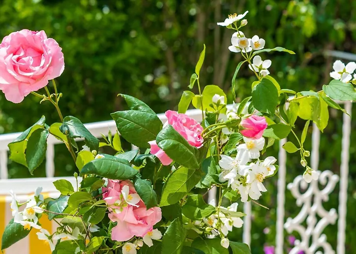 Bind - Comfort Double With Patio And Garden View R4 Cavtat